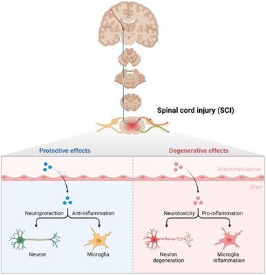 MicroRNAs in spinal cord injury: A narrative review